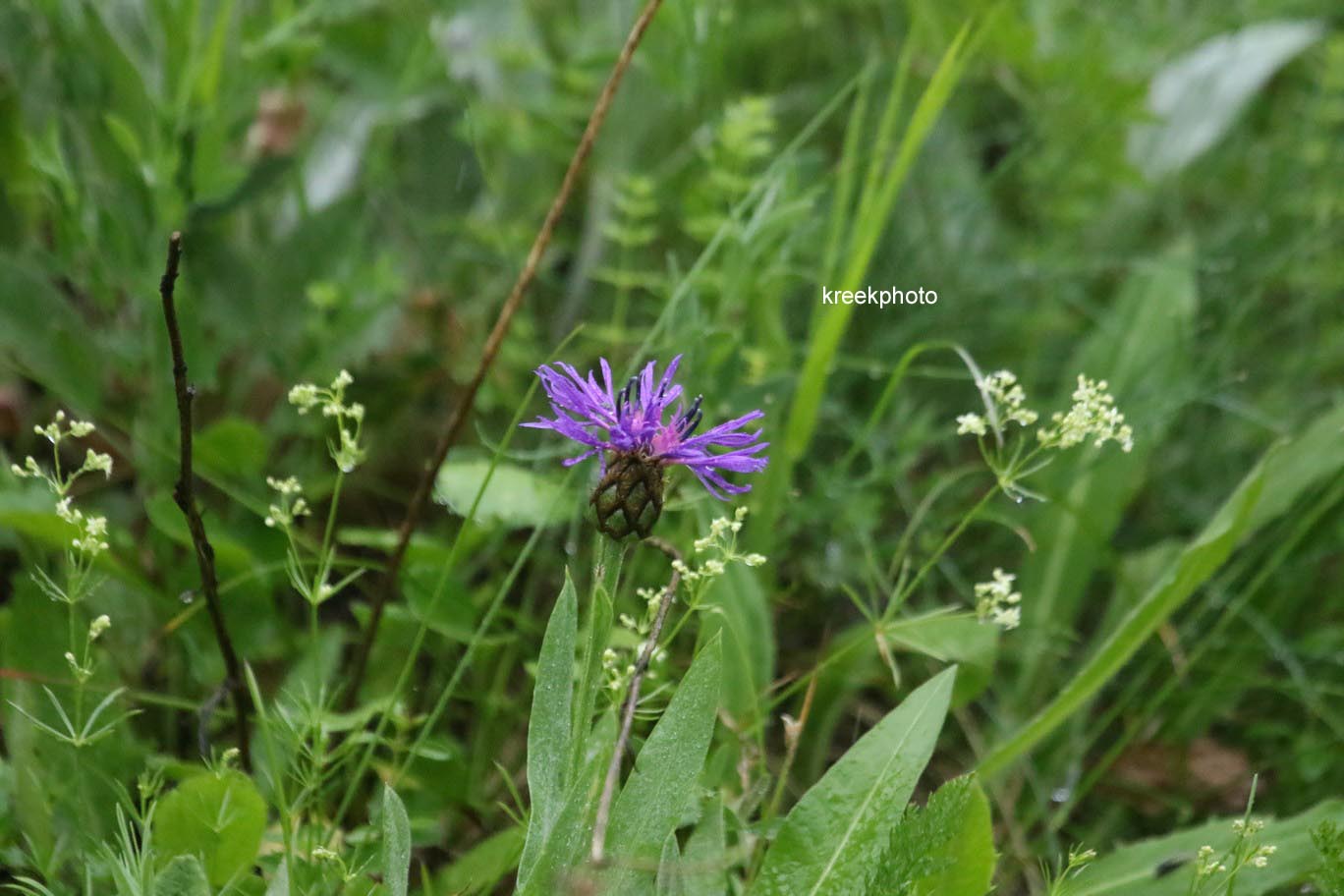 Centaurea montana