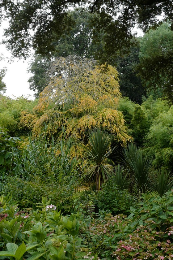 Cercidiphyllum japonicum 'Pendulum'