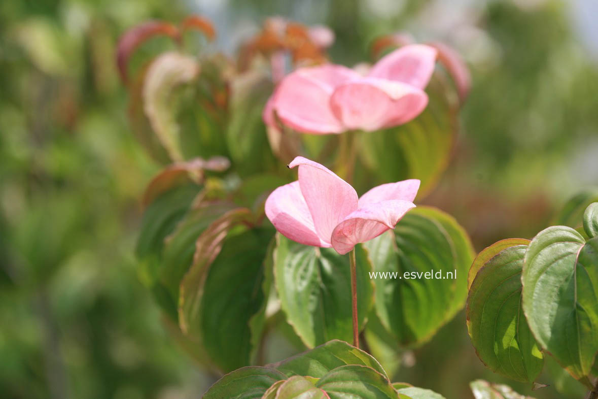 Cornus kousa 'Satomi'