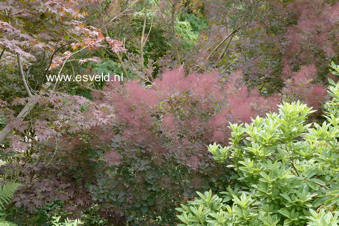 Cotinus coggygria 'Royal Purple'