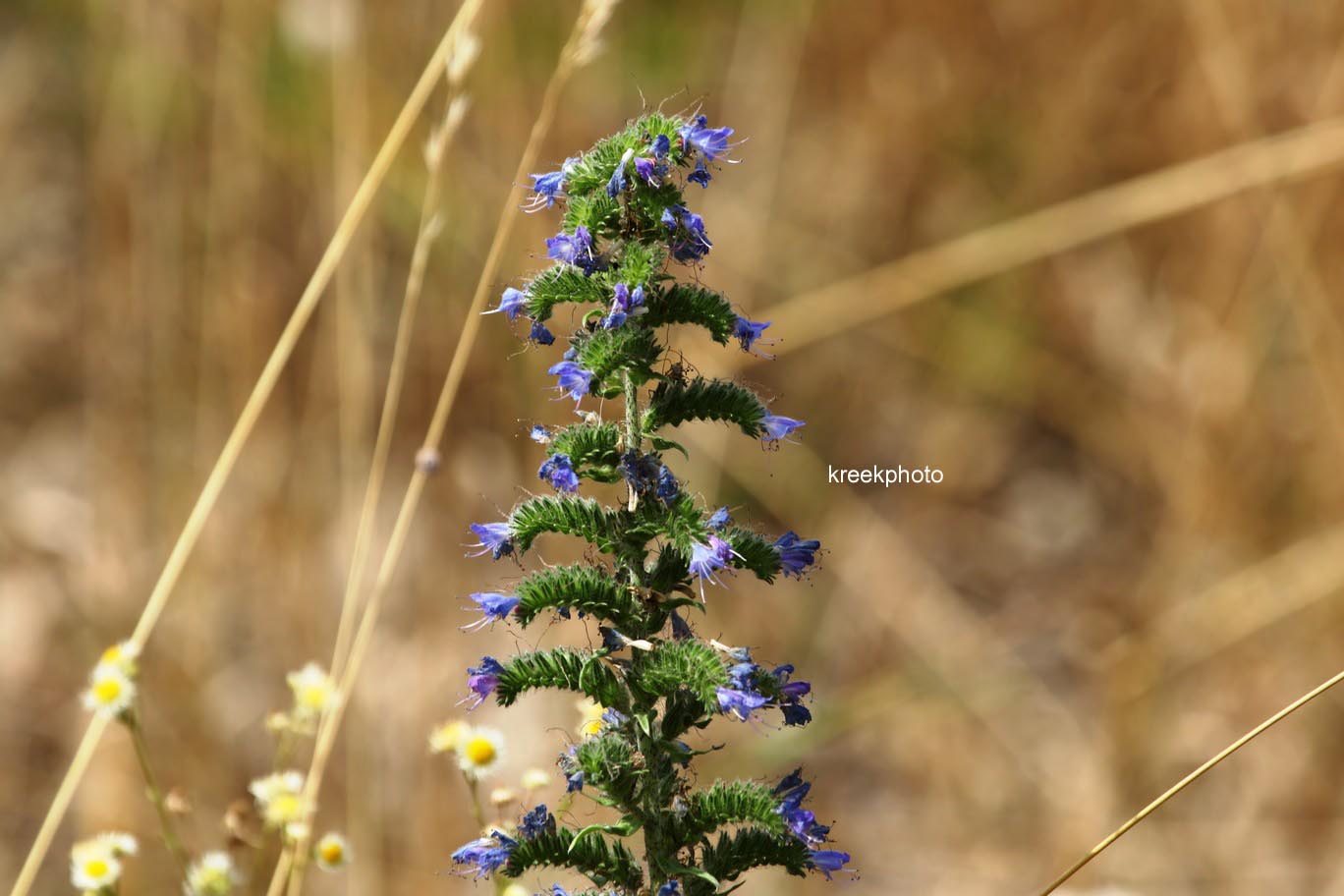 Echium vulgare