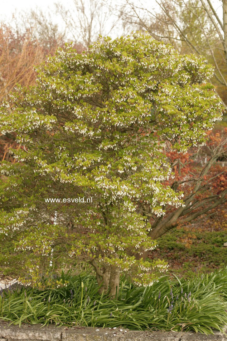 Enkianthus perulatus