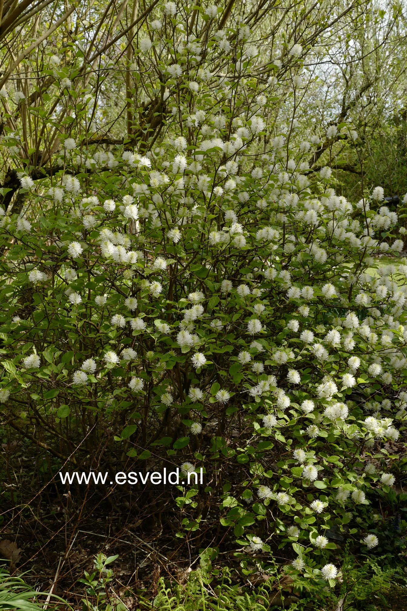 Fothergilla major