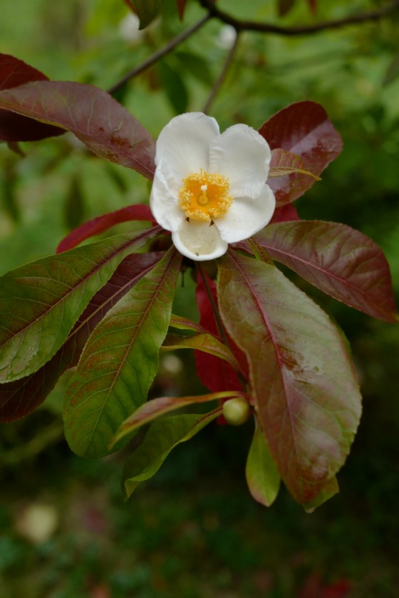 Franklinia alatamaha