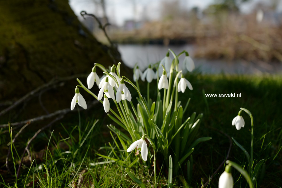 Galanthus nivalis