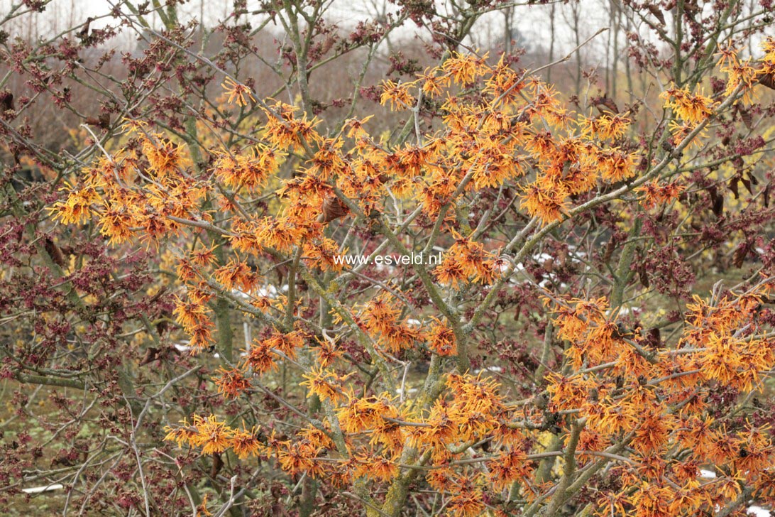 Hamamelis intermedia 'Aphrodite'