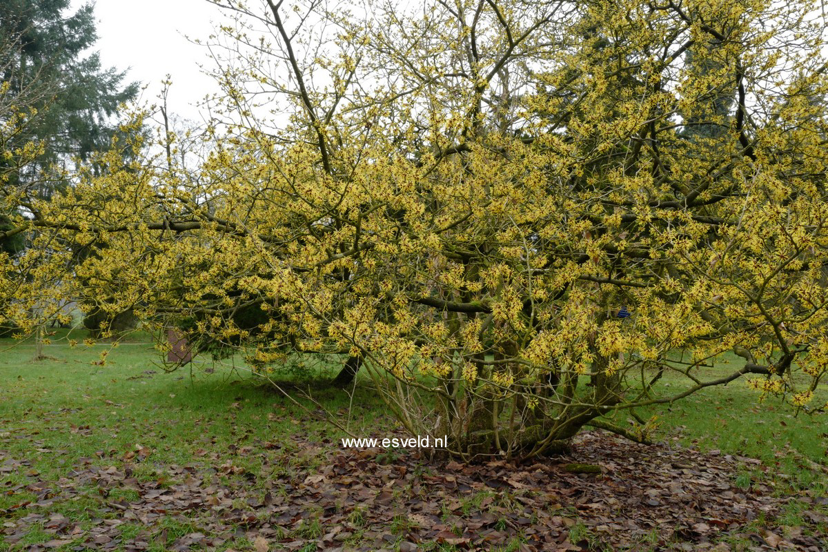 Hamamelis mollis 'Boskoop'