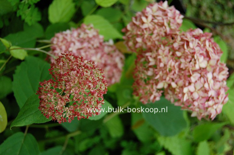 Hydrangea arborescens 'Ncha1' (INVINCIBELLE SPIRIT)