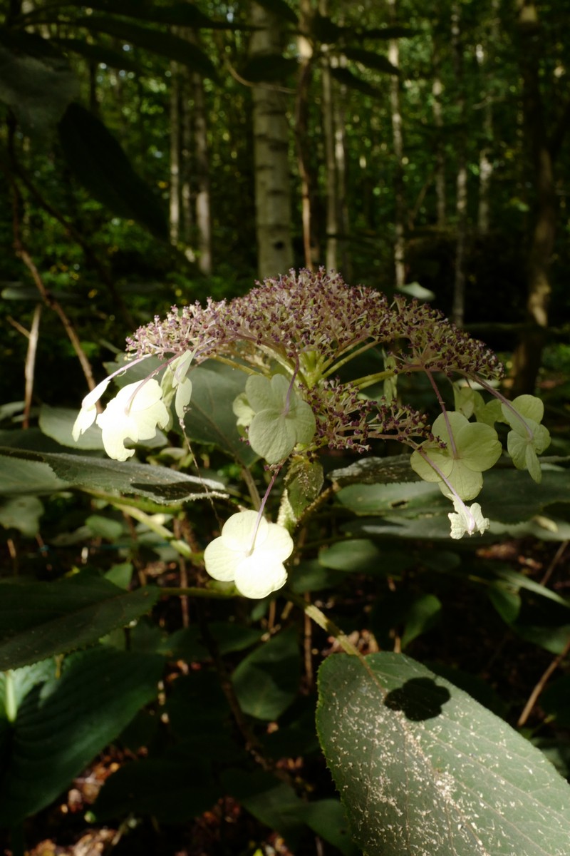 Hydrangea aspera sargentiana