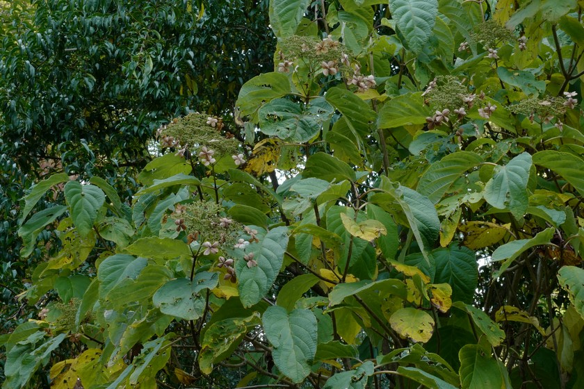 Hydrangea heteromalla