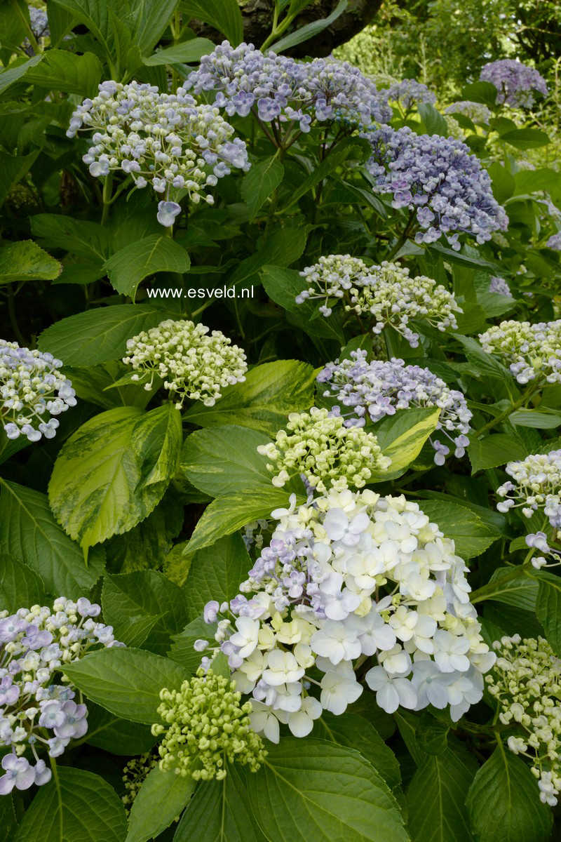 Hydrangea macrophylla 'Ayesha'
