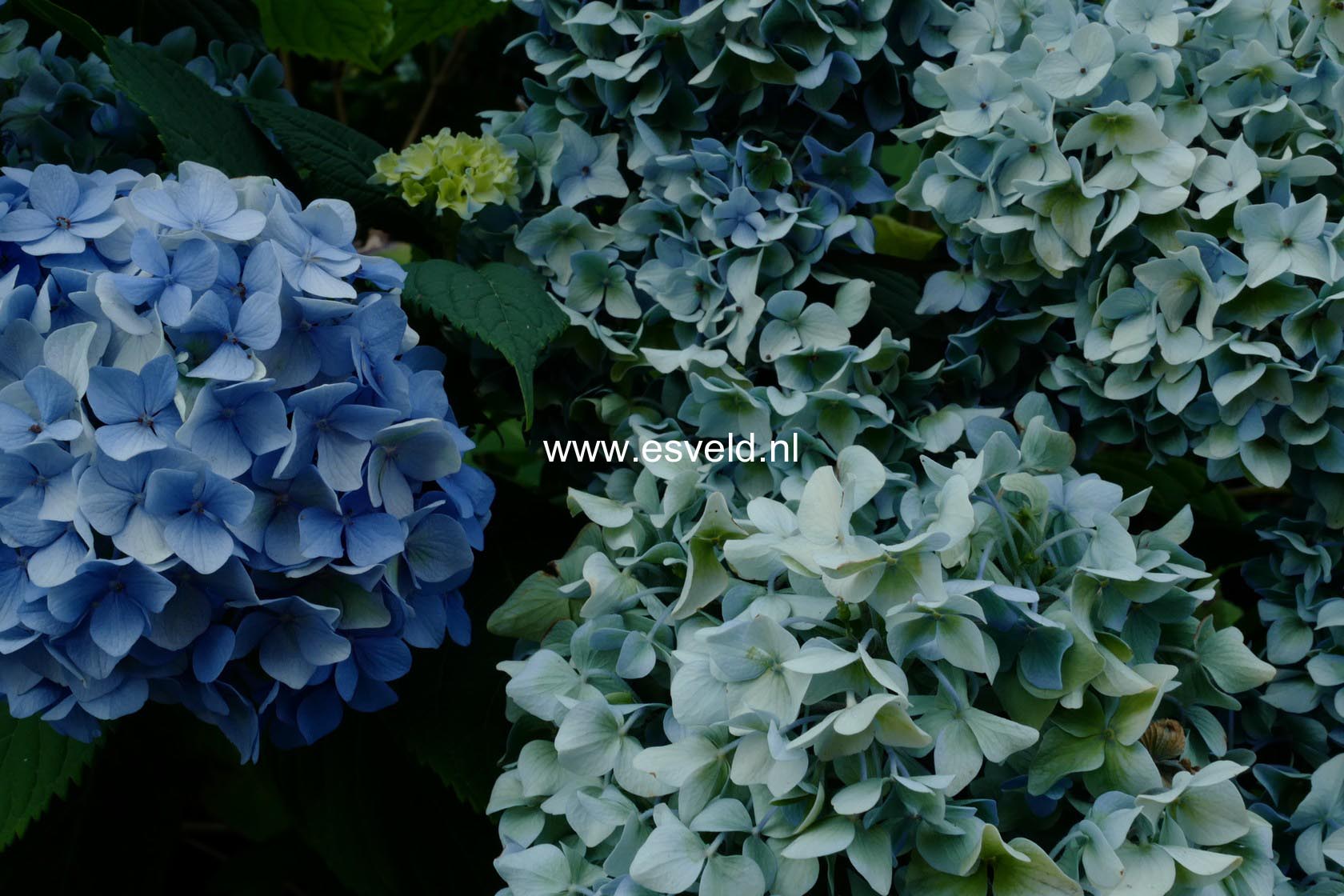 Hydrangea macrophylla 'Generale Vicomtesse de Vibraye'