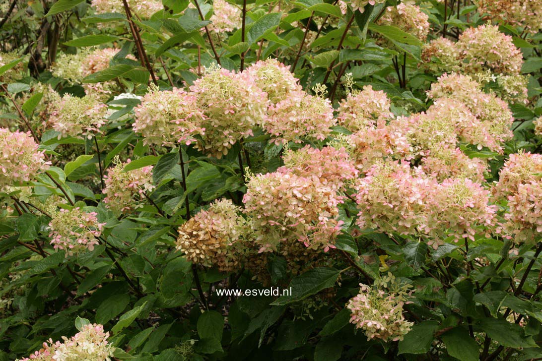 Hydrangea paniculata 'Phantom'