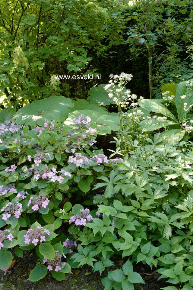 Hydrangea serrata 'Spreading Beauty'