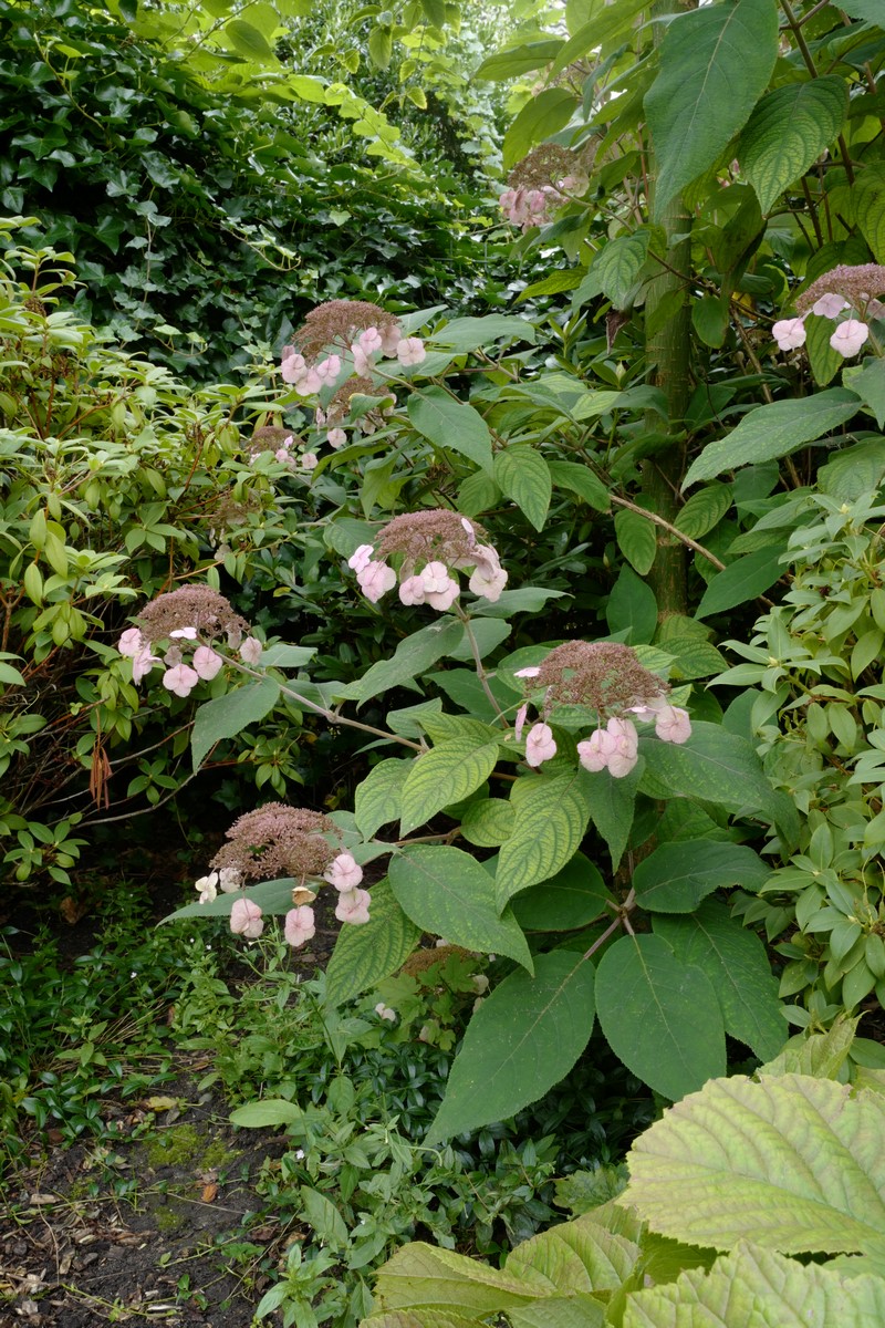 Hydrangea villosa 'Anthony Bullivant'