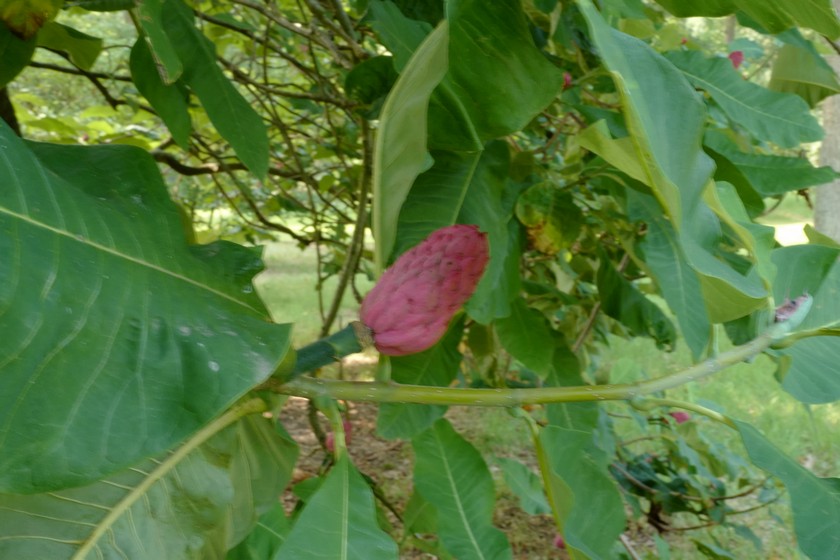Magnolia tripetala
