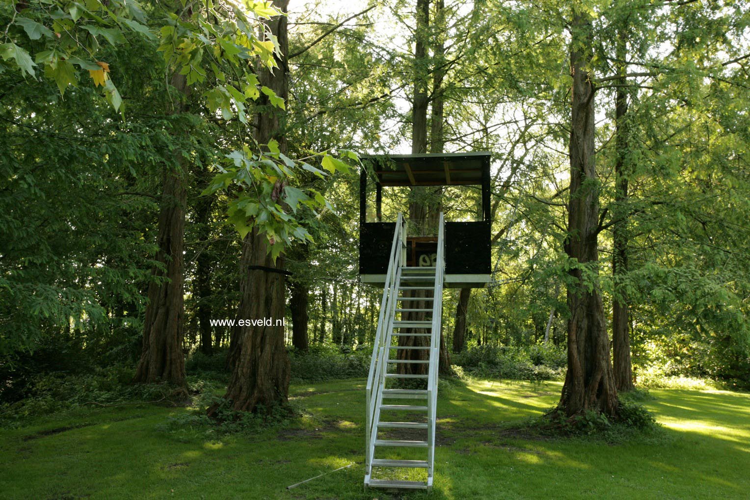 Metasequoia glyptostroboides