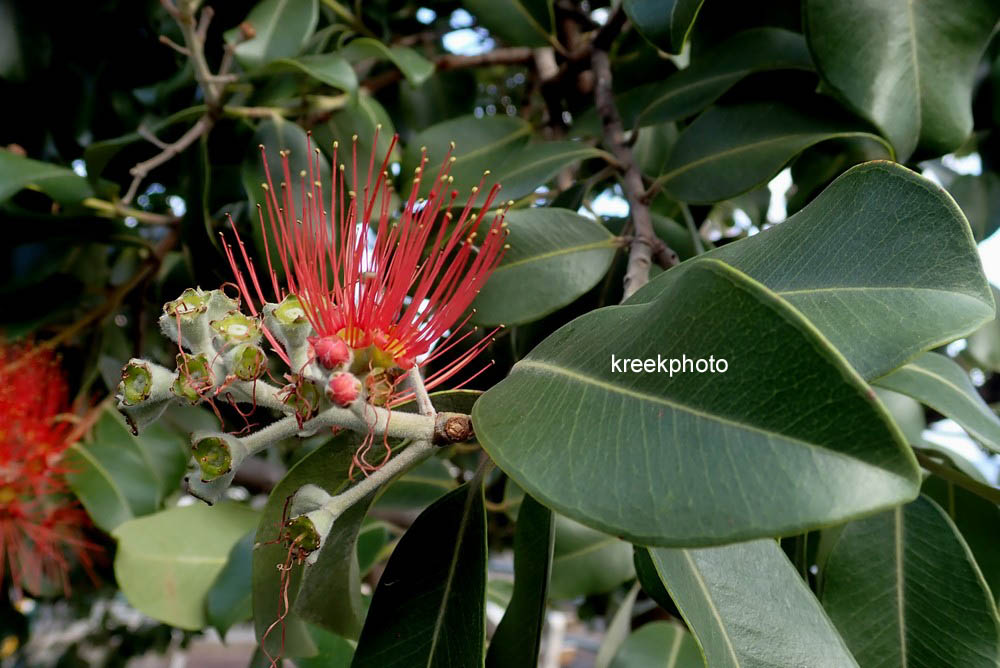 Metrosideros excelsa