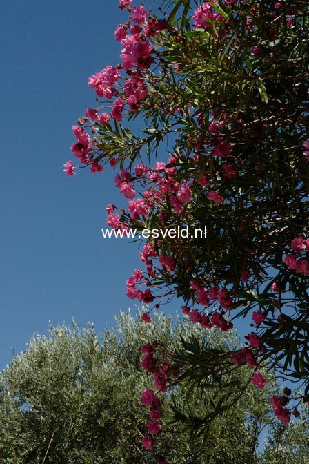 Nerium oleander