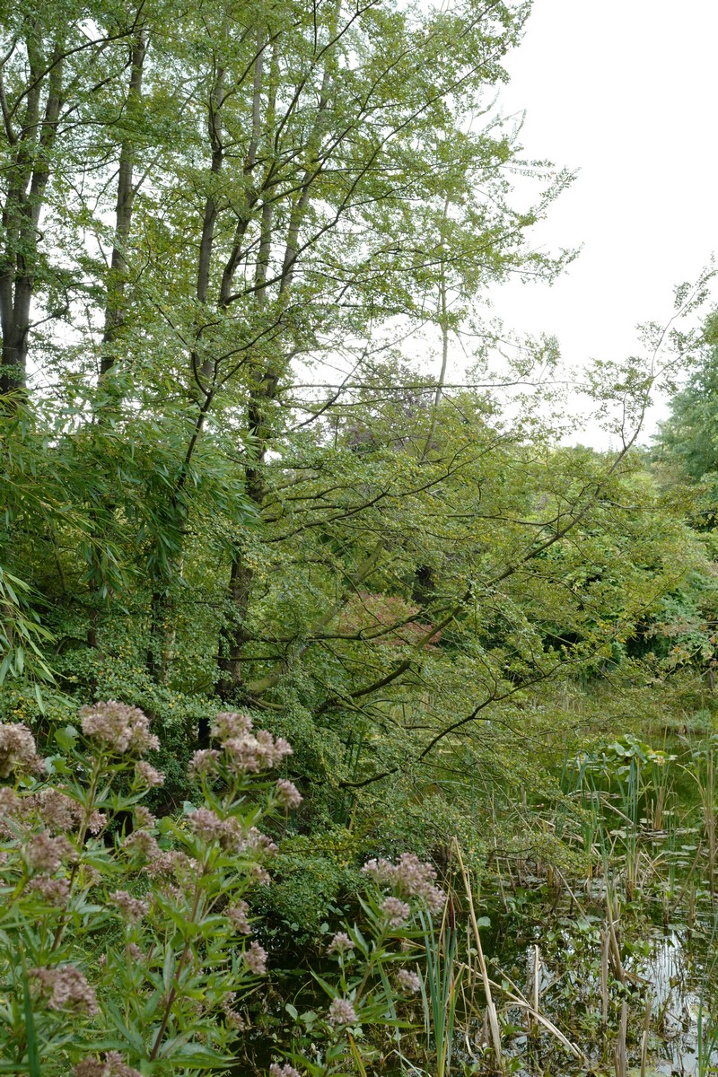 Nothofagus antarctica