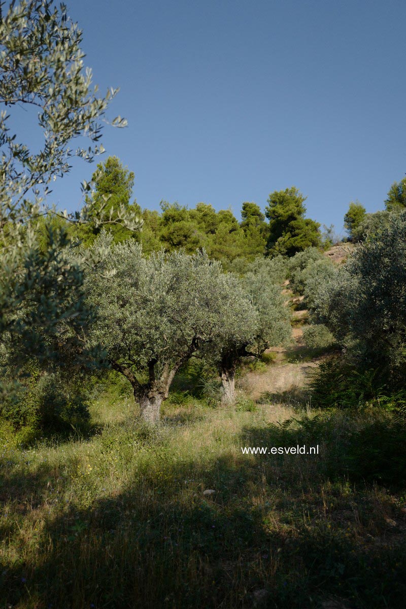 Olea europaea