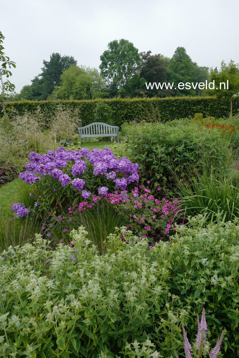 Phlox paniculata 'Blue Paradise'