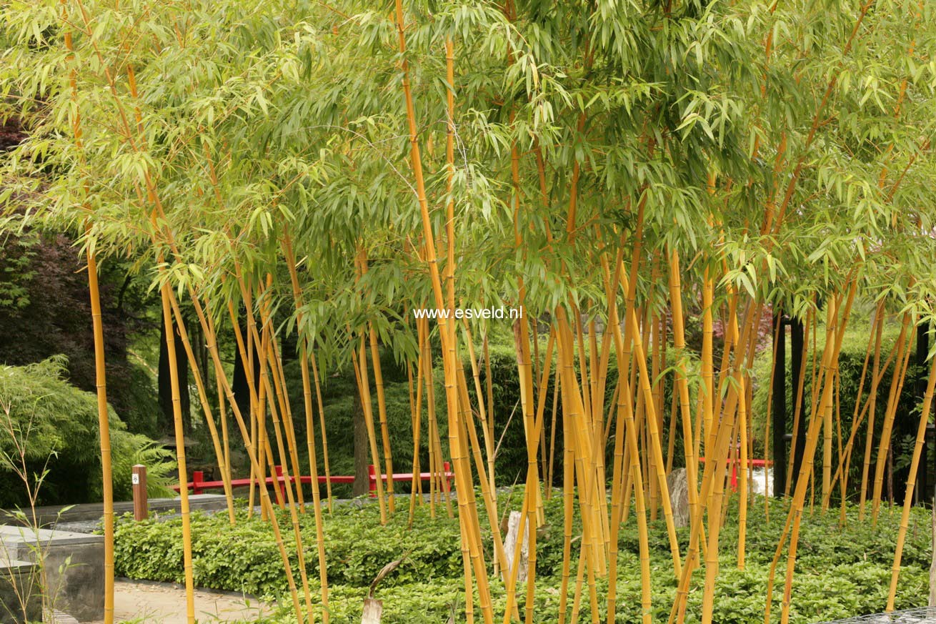 Phyllostachys aureosulcata 'Spectabilis'