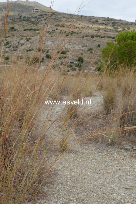 Pinus halepensis