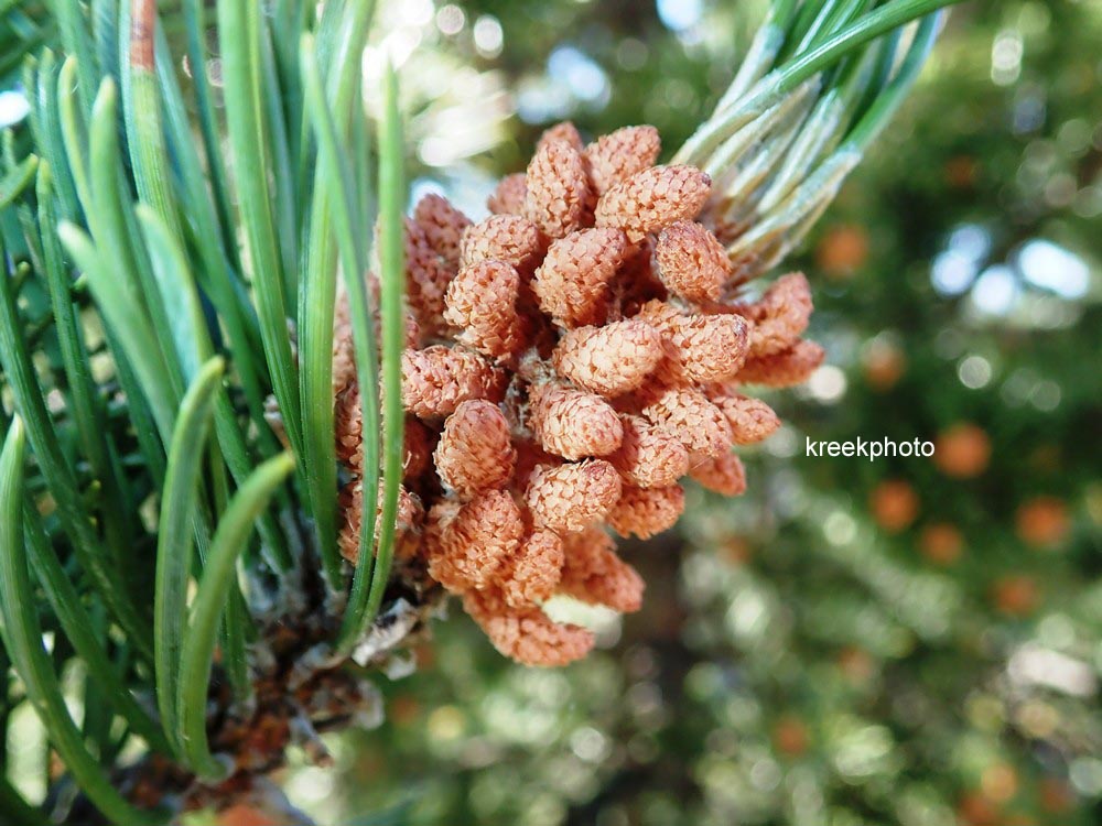 Pinus mugo subsp. uncinata