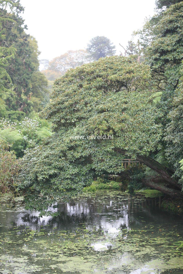 Rhododendron arboreum