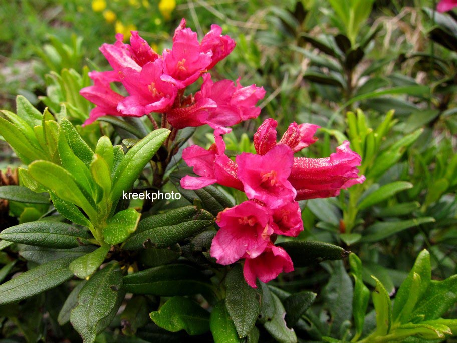 Rhododendron ferrugineum