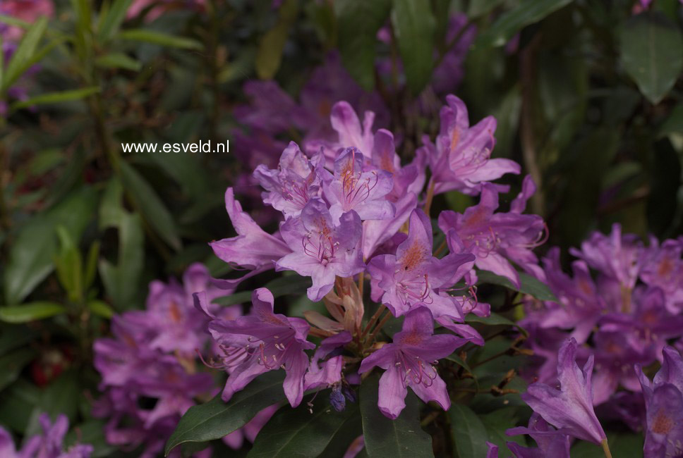 Rhododendron ponticum