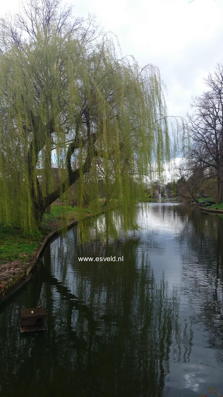 Salix sepulcralis 'Chrysocoma'