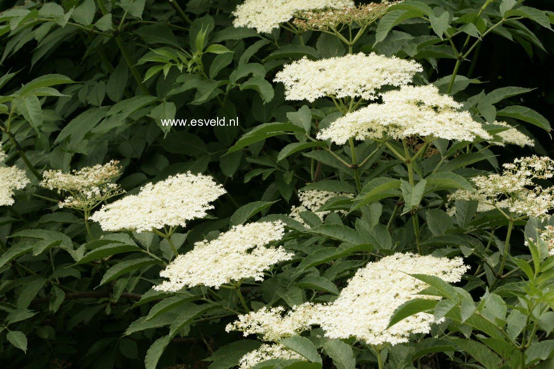 Sambucus nigra
