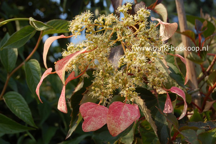Schizophragma hydrangeoides 'Roseum'