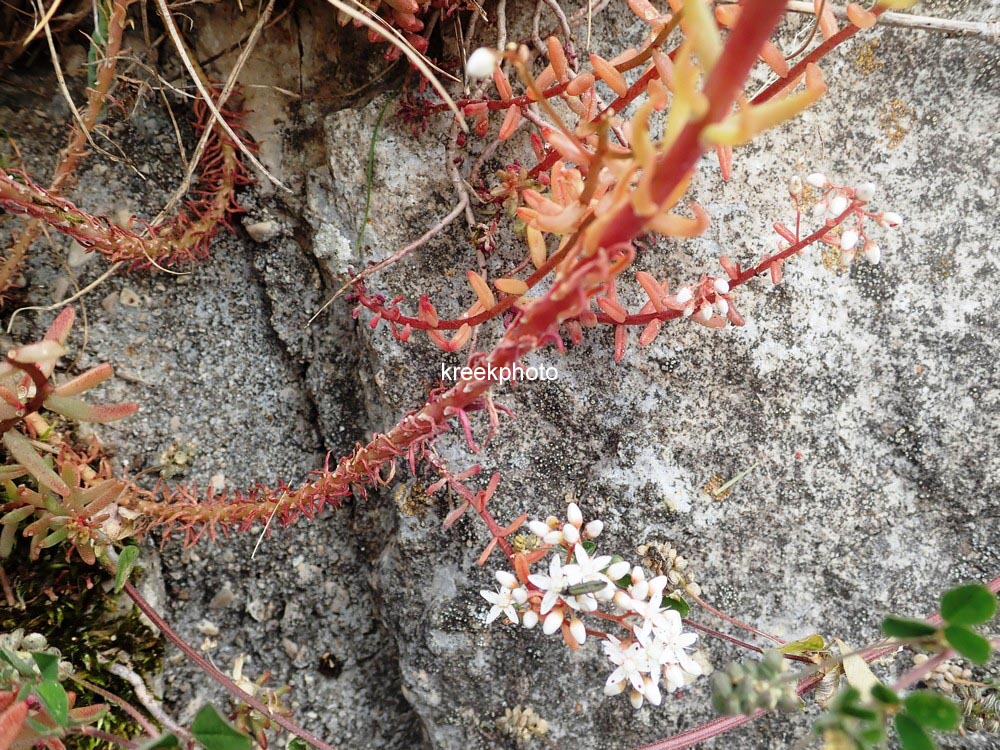 Sedum reflexum