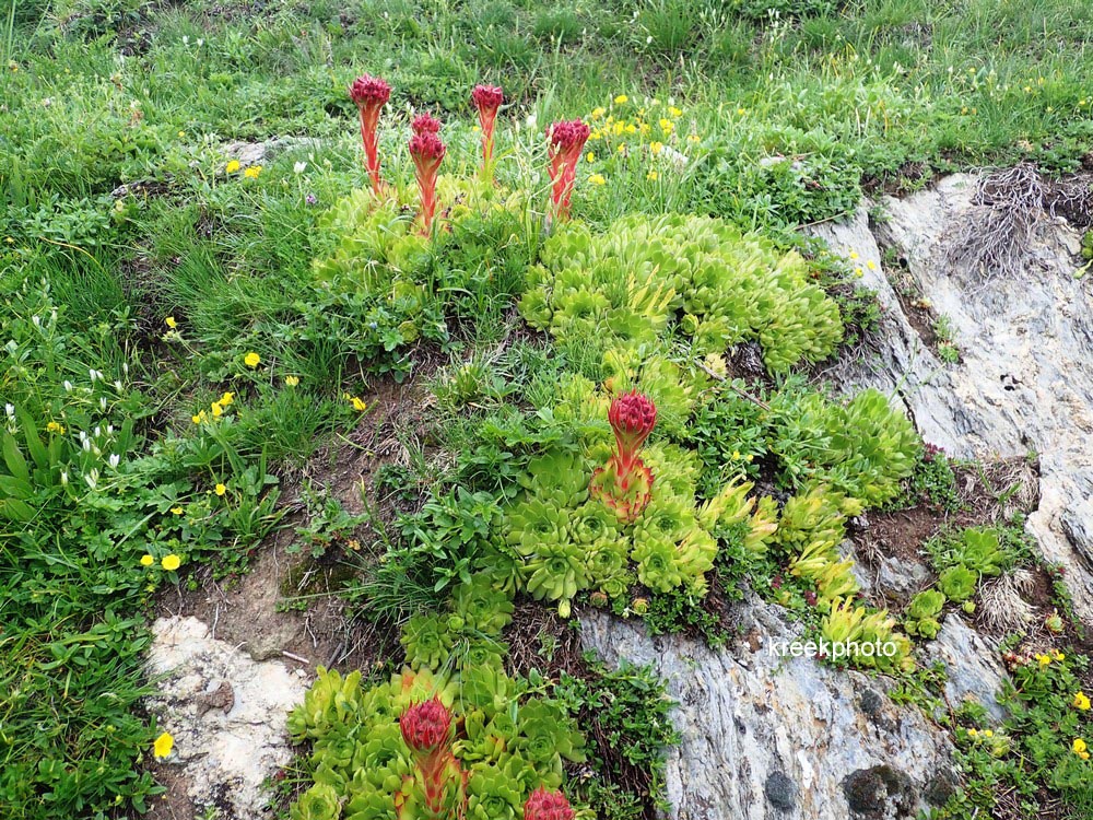 Sempervivum tectorum