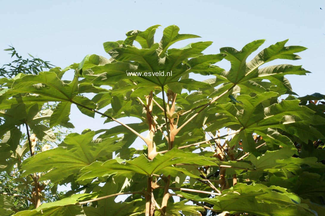 Tetrapanax papyrifer