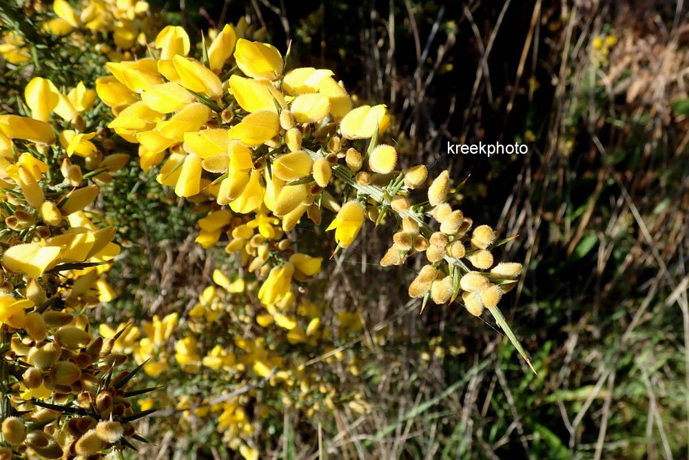 Ulex europaeus