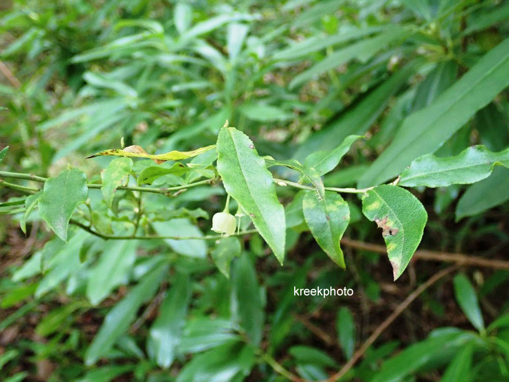 Vaccinium padifolium