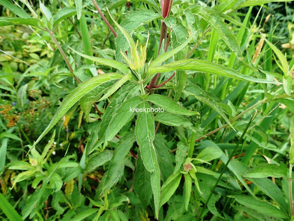 Valeriana officinalis
