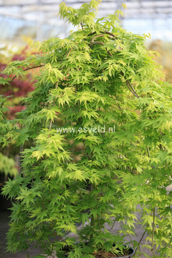 Acer palmatum 'Ryu sei' (25189)