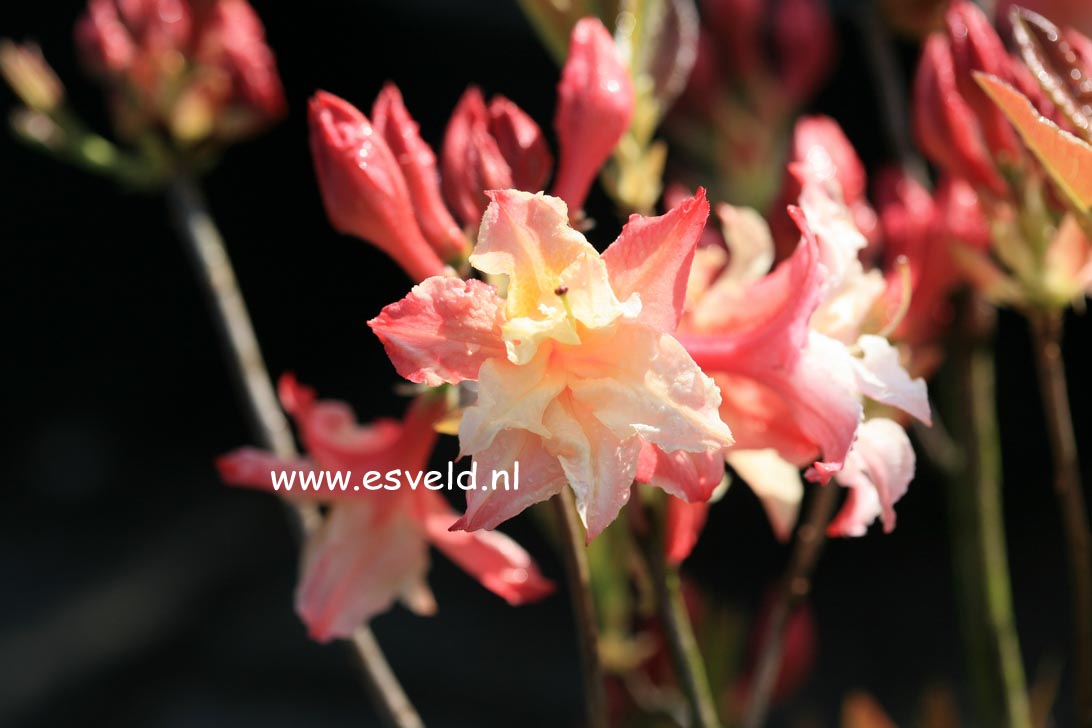 Azalea 'Jack A. Sand'
