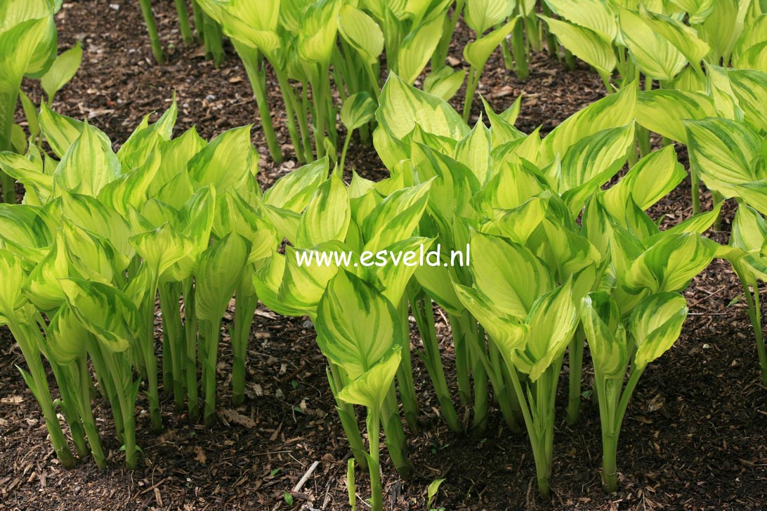 Hosta ventricosa 'Aureomaculata' (25352)