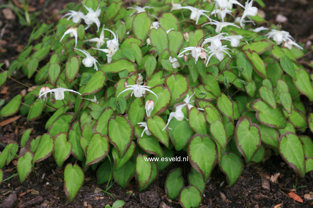 Epimedium grandiflorum 'Nanum' (25526)