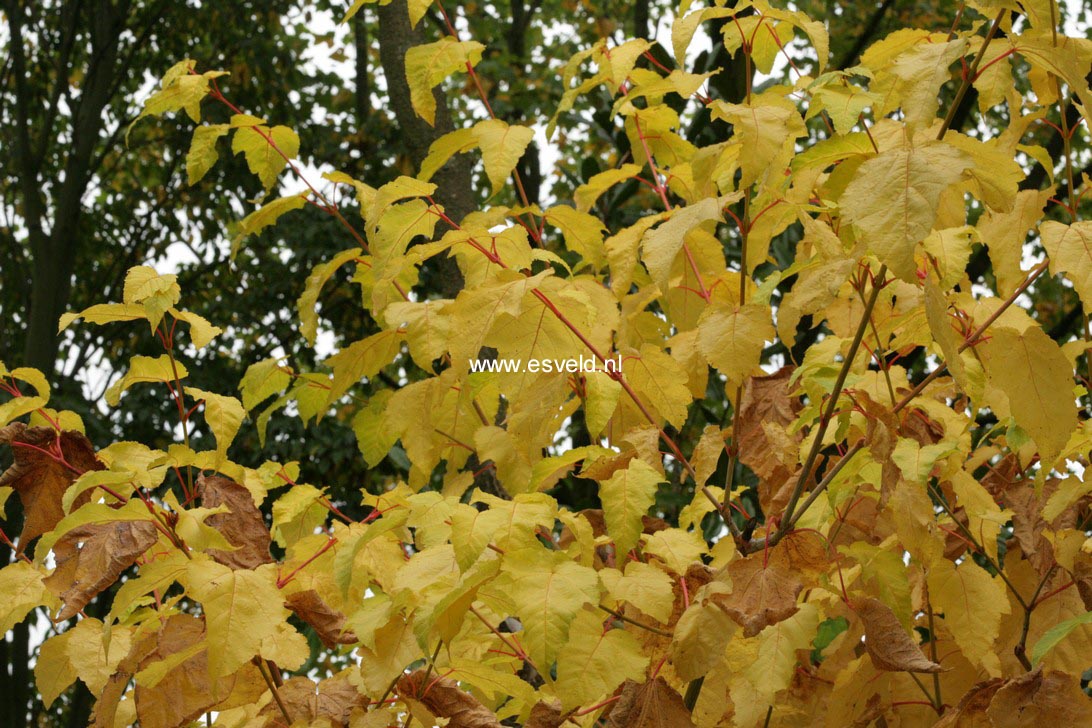 Acer conspicuum 'Phoenix'
