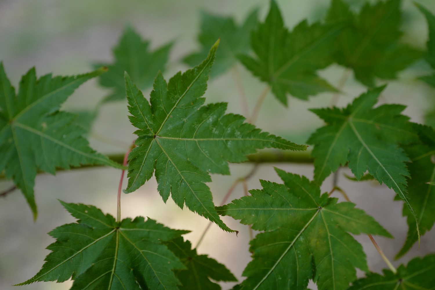Acer micranthum