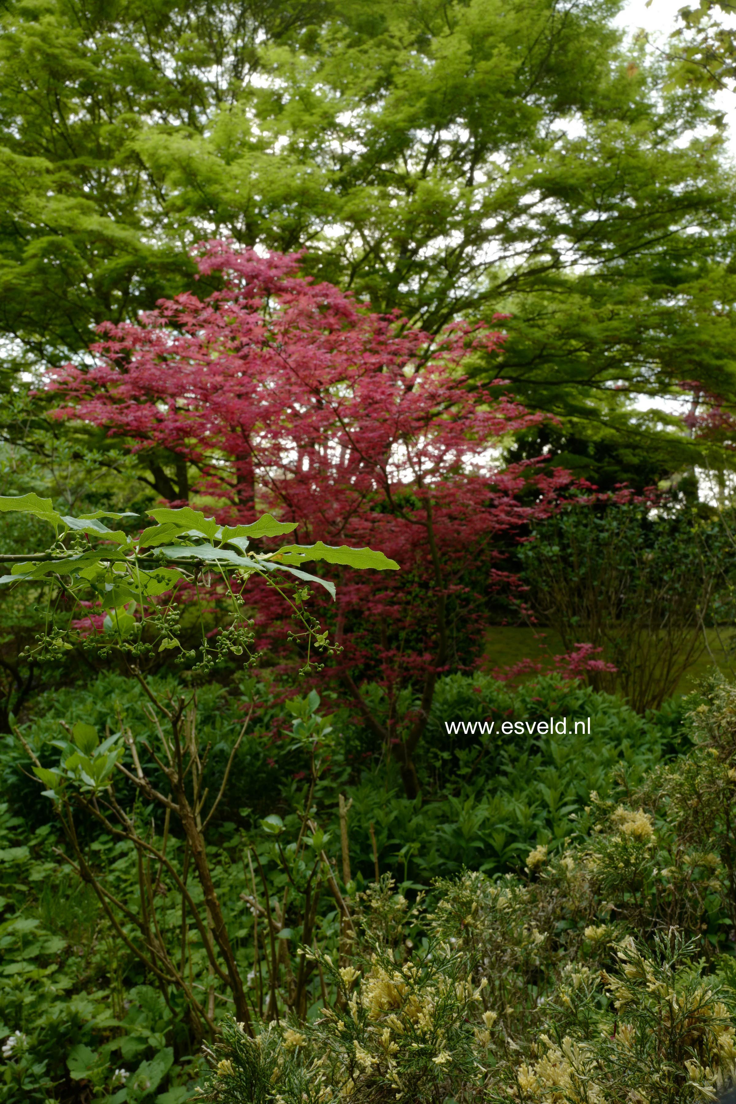 Acer palmatum 'Corallinum'