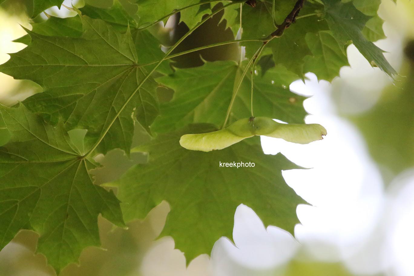 Acer platanoides