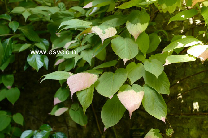 Actinidia kolomikta